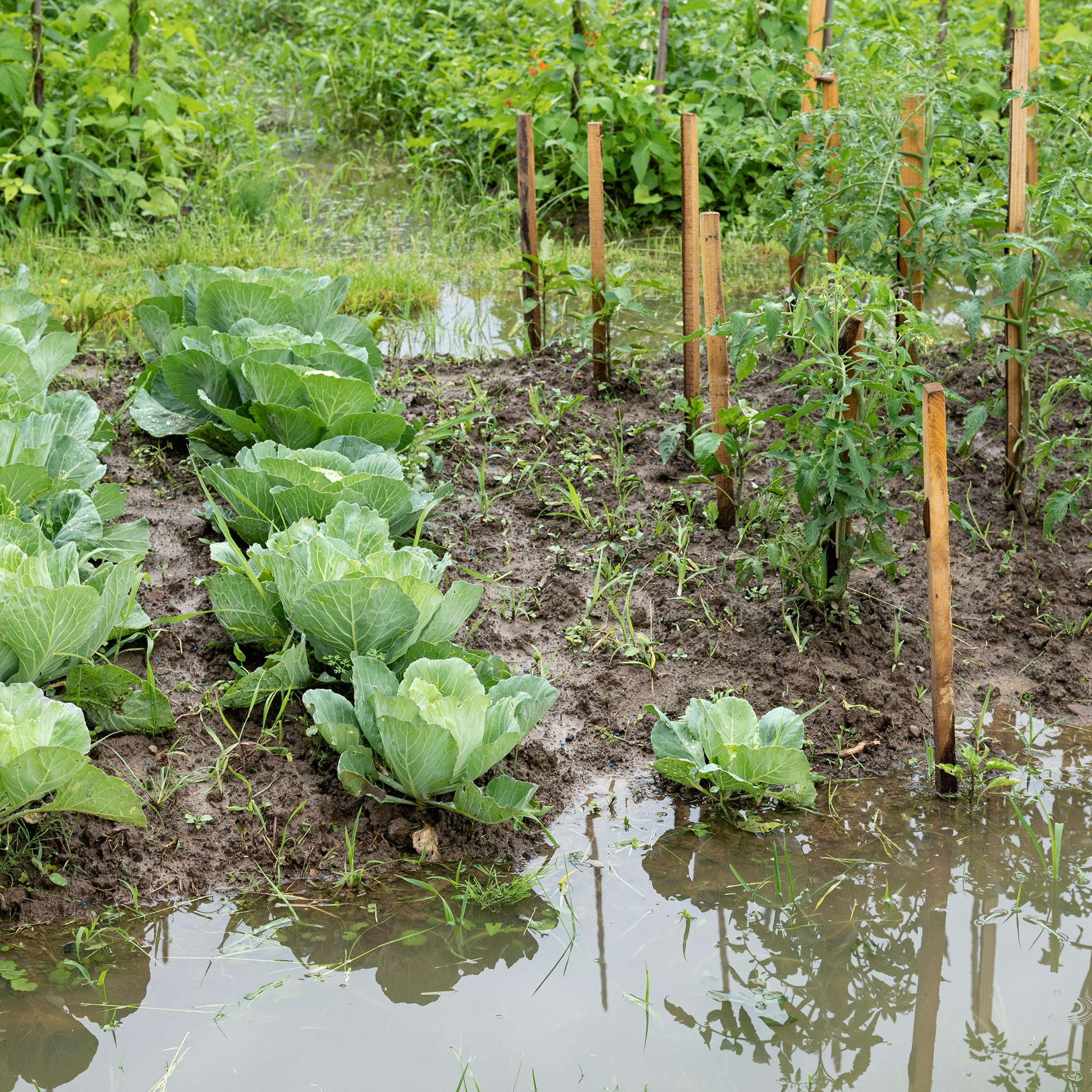 natte moestuin