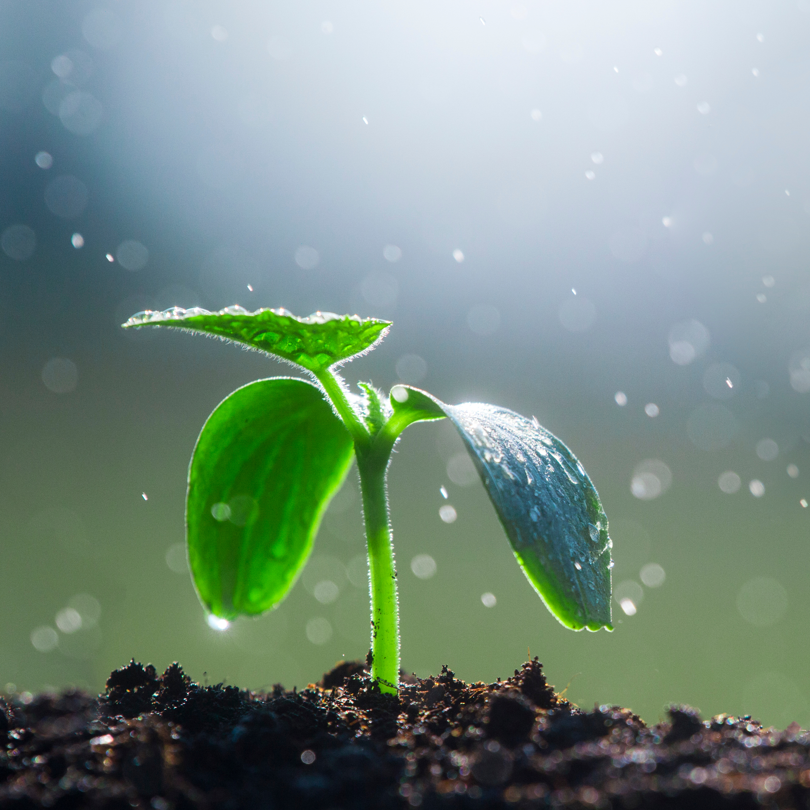 moestuinieren natte ondergrond