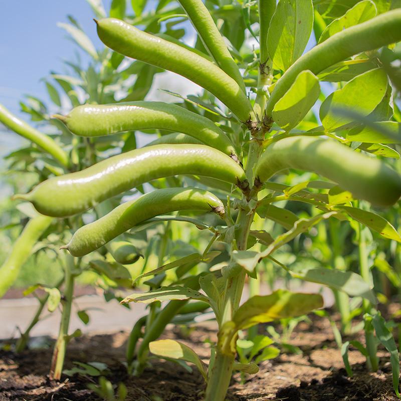 Tuinboon Eleonora – Vicia faba