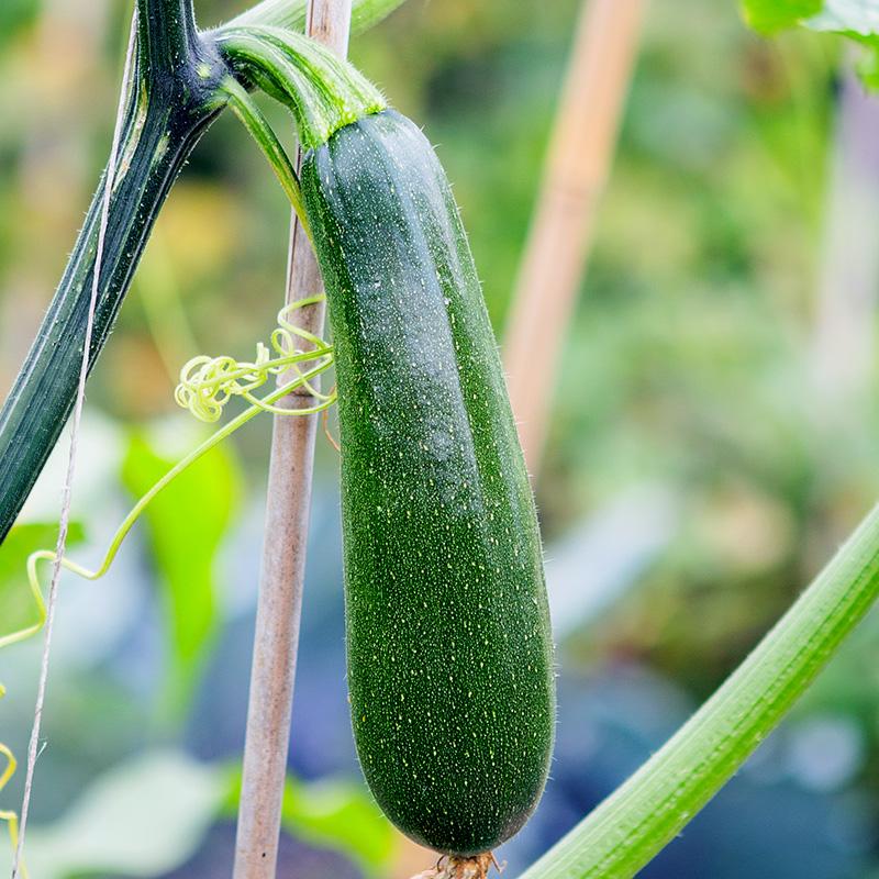 Klimcourgette ‘Ola Escaladora’ - Cucurbita pepo