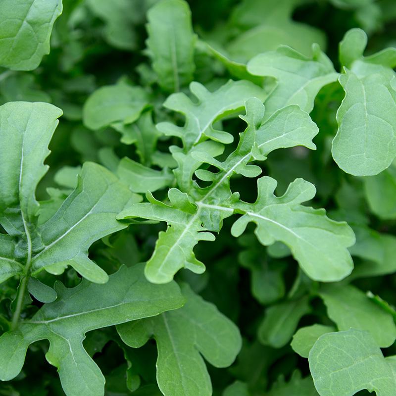 Rucola Esmee – Eruca sativa