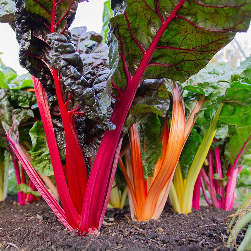 Snijbiet Fireworks - Beta vulgaris subsp. cicla