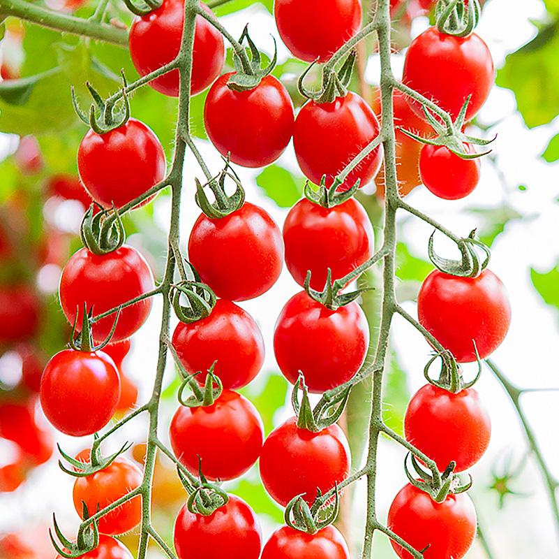 Cherrytomaat Bartelly F1 – Solanum lycopersicum