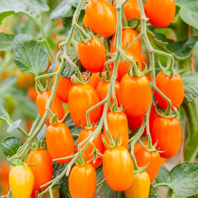 Snacktomaat Ormato – Solanum lycopersicum