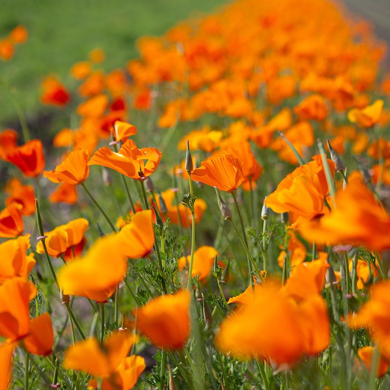 Slaapmutsje, oranje - Eschscholzia californica