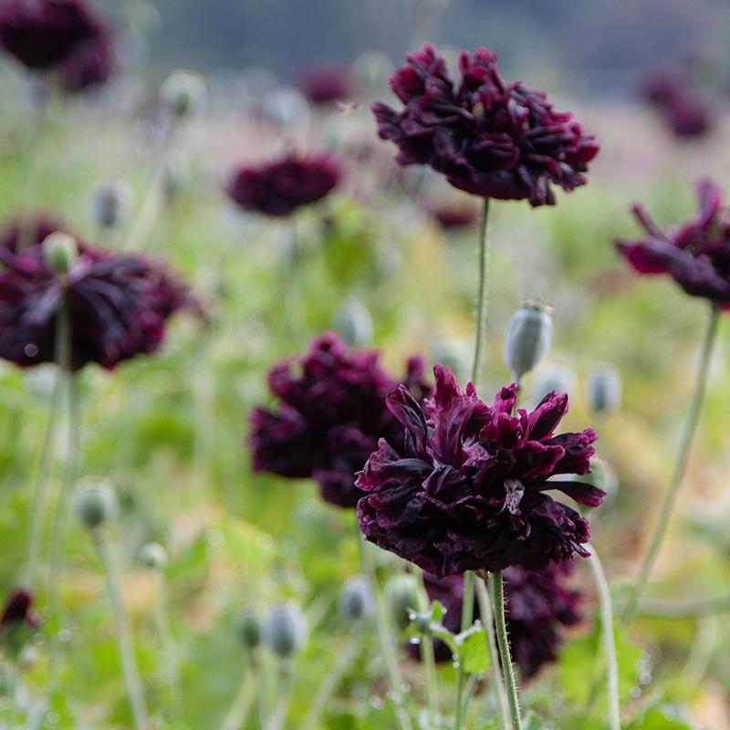 Papaver Black Paeony - Papaver somniferum