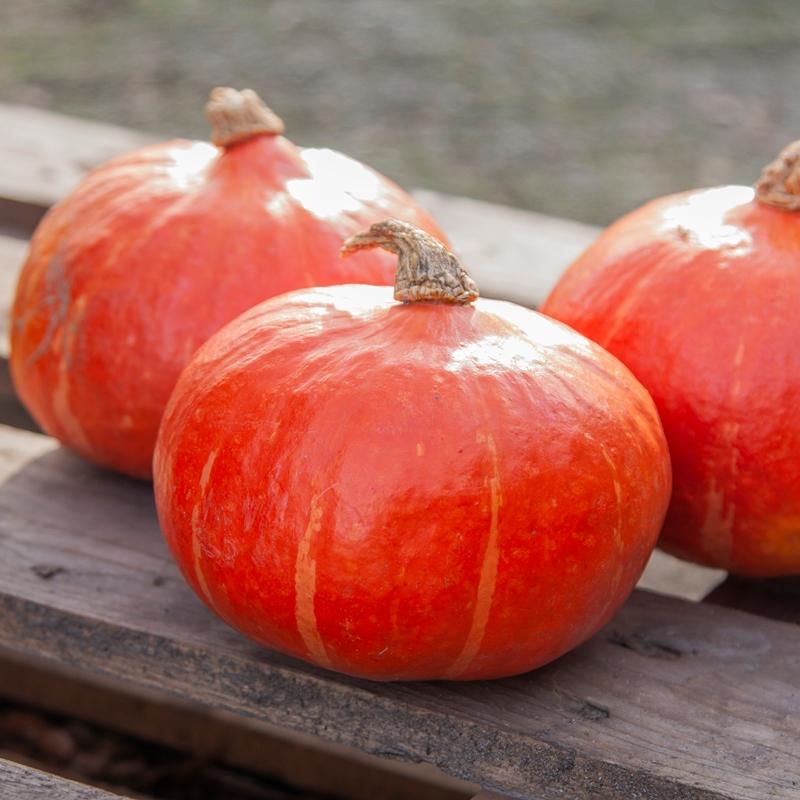 Pompoen BOL-P-5110 F1 – Cucurbita maxima