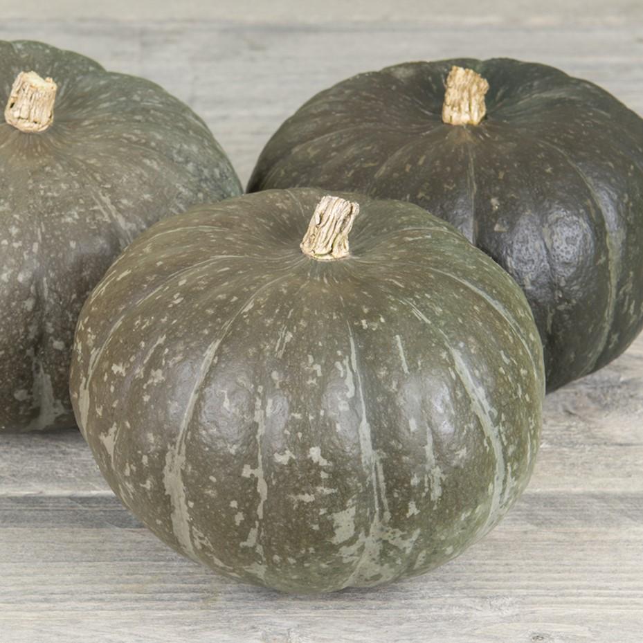 Pompoen BOL-P-5403 F1 – Cucurbita maxima