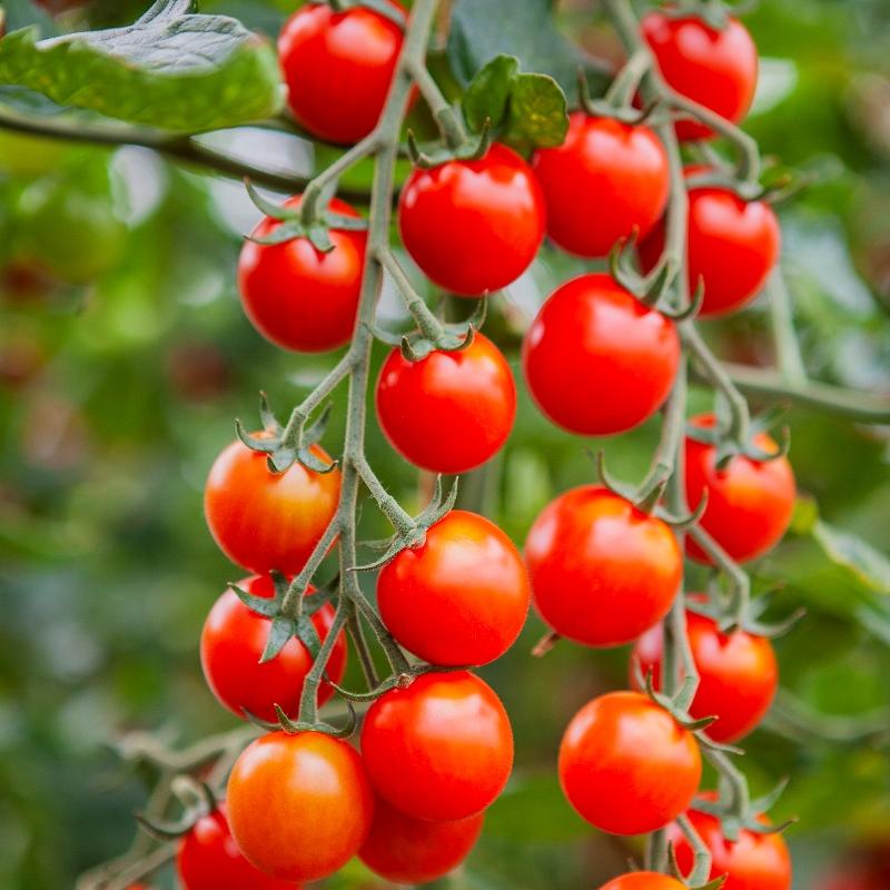 Cherrytomaat Cheralita – Solanum lycopersicum