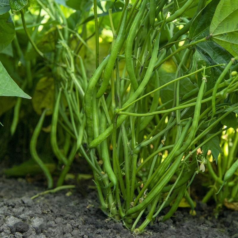 Stamslaboon Domino - Phaseolus vulgaris