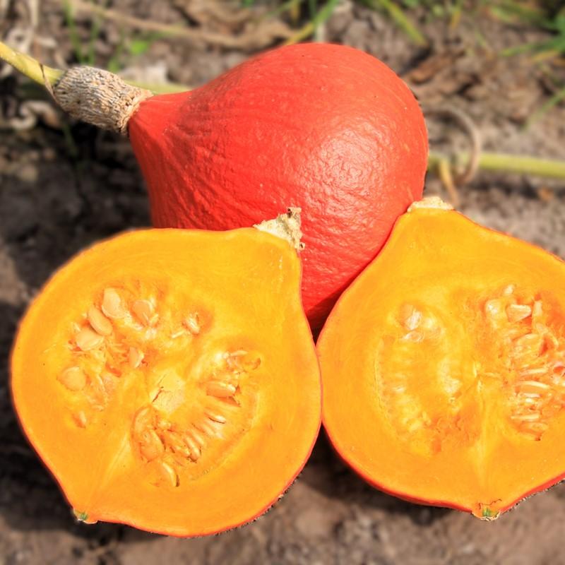 Pompoen Fictor – Cucurbita maxima