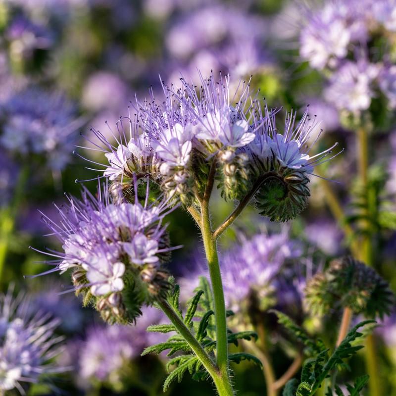 Phacelia