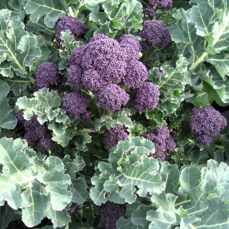 Scheutjesbroccoli Santee F1 – Brassica oleracea