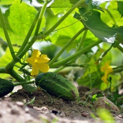 Plantenziektes herkennen