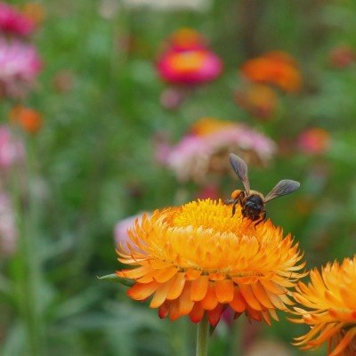 Biodiversiteit in je moestuin