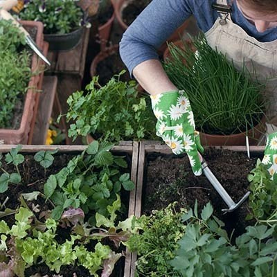 Moestuin beschermen tegen katten