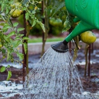 De juiste bewatering in je moestuin