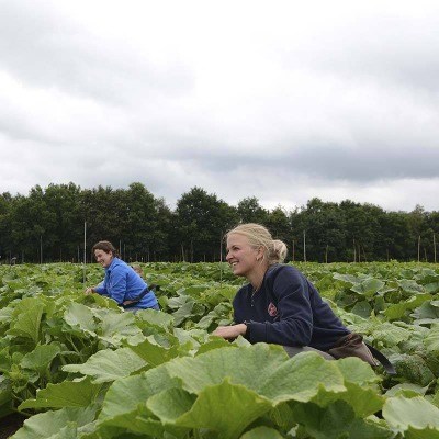 Een natuurlijke moestuin